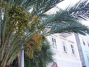 Lussino - palme